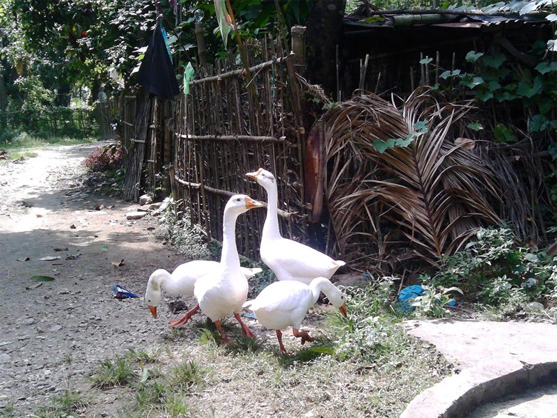 Dhimal image 5